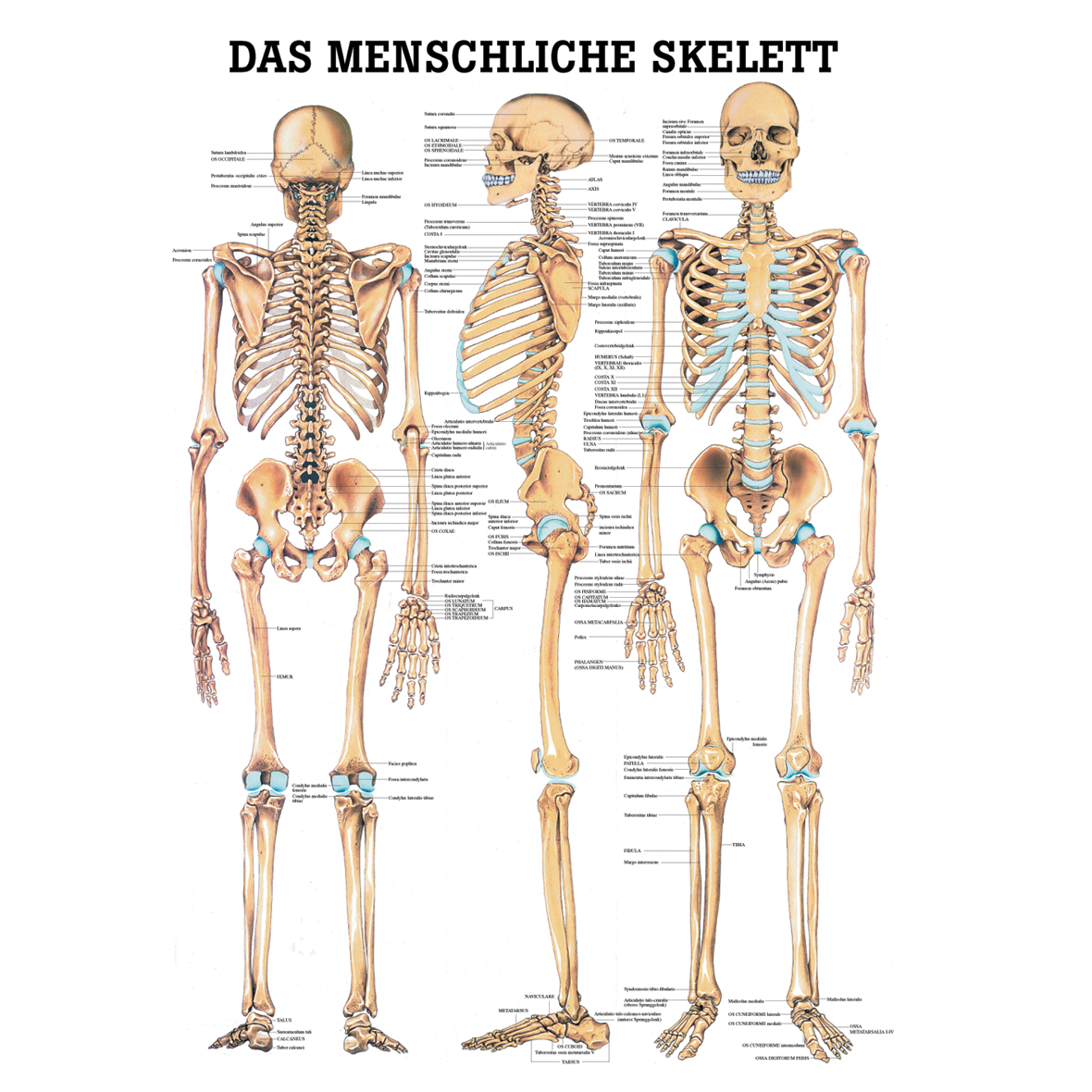 Anatomische Lehrtafel "Das menschliche Skelett 34 x 24"